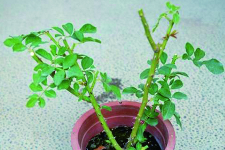 玫瑰花没有根能养活吗