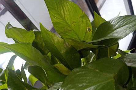 绿萝叶子冻伤了怎么办