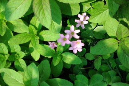 胡椒薄荷怎么养好