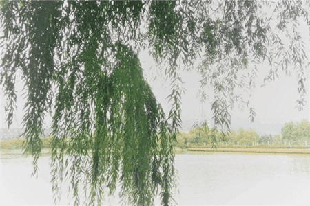 自己做生根剂怎么做