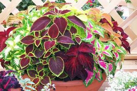 彩叶草怎么播种方法