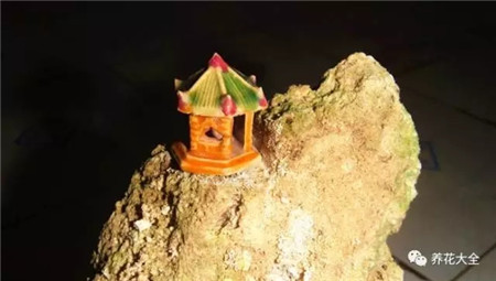 扔花盆有什么忌讳