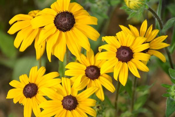 黑心菊开花及欣赏(黑心菊开花及欣赏方法)