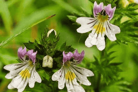 小米草是什么东西