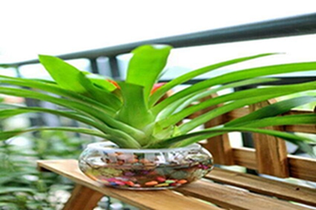 水培鸿运当头好养吗