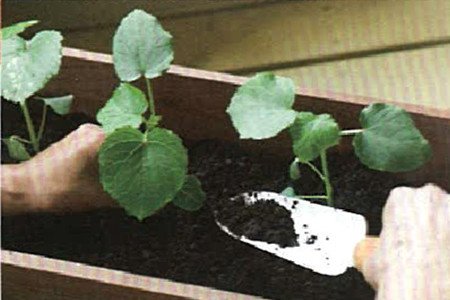 黄秋葵的种植方法和季节