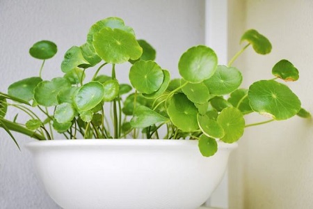 铜钱草怎么修剪根系