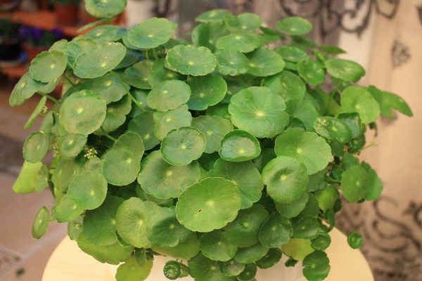 铜钱草怎么修剪(铜钱草怎么修剪根系)