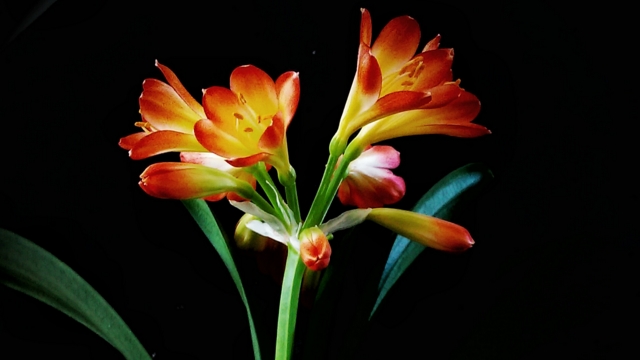 如何让君子兰正常开花(如何让君子兰正常开花呢)