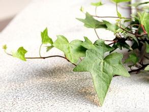 常春藤水培怎么生根快