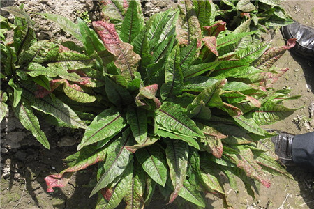 酸模的功效和作用