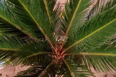 如何能让铁树开花