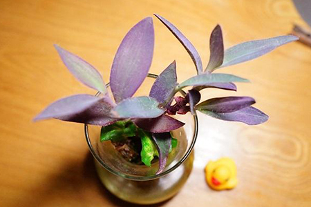 紫竹梅花期多长