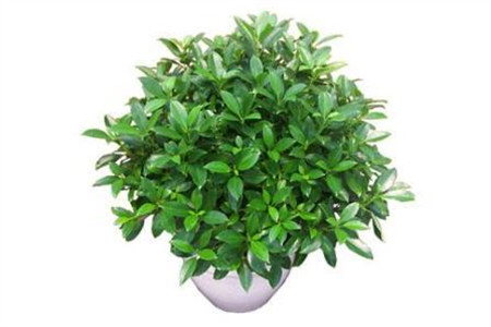 非洲茉莉秋冬季的养护