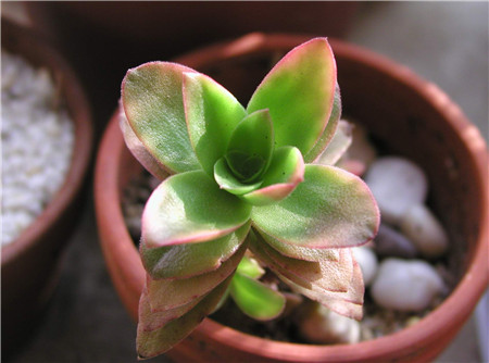 火祭怎么是绿色的