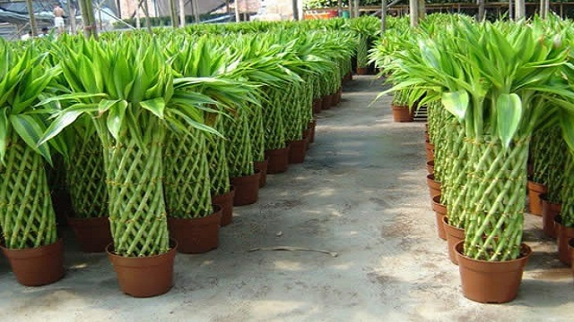 富贵竹去甲醛吗(富贵竹去甲醛吗适合放在室内吗)