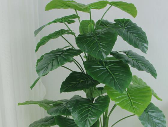 滴水观音施肥用复合肥可以么