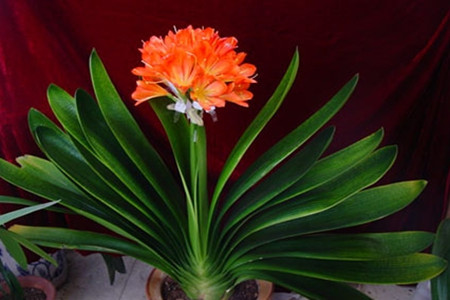 如何让君子兰正常开花呢