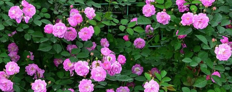 蔷薇几年可以爬满墙(蔷薇多长时间能爬满墙)