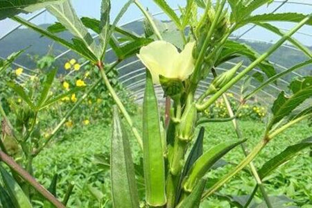 黄秋葵的种植方法和季节