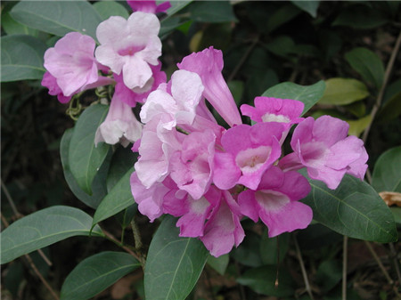 蒜香藤什么时候开花结果