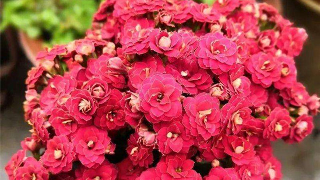 长寿花开败后怎么处理(长寿花开败了怎么修理呀)