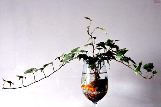 常春藤水培怎么生根快