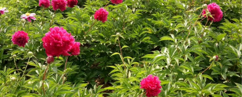 盆栽牡丹冬天能放在室外吗怕冻吗(牡丹可以冬天栽吗)