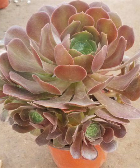 紫羊绒冬天怎么养护