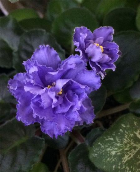 非洲堇开花后怎么修剪