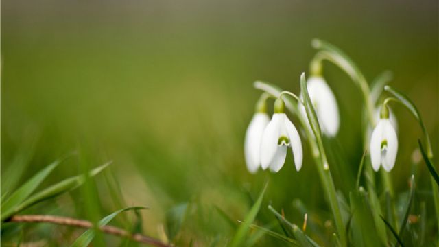 怎样预防花卉入房后黄叶现象黄叶枯萎的原因及补救办法(为什么花放到新房就叶子黄了)
