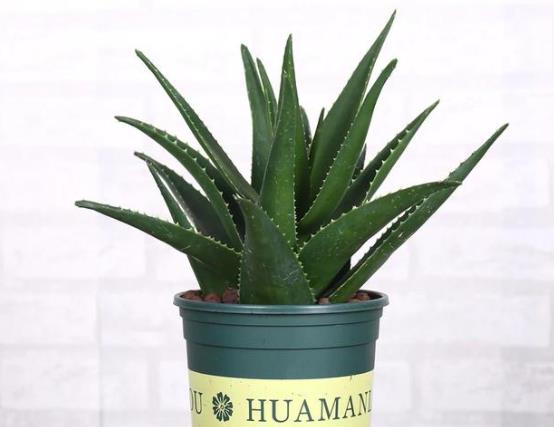 芦荟的扦插种植方法
