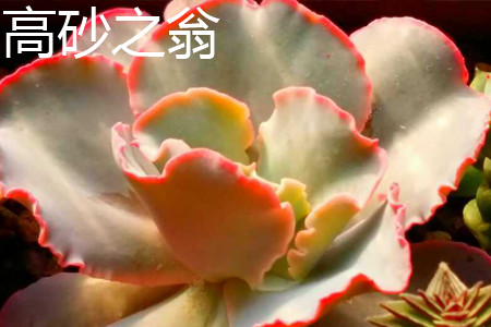 高砂之翁会开花吗