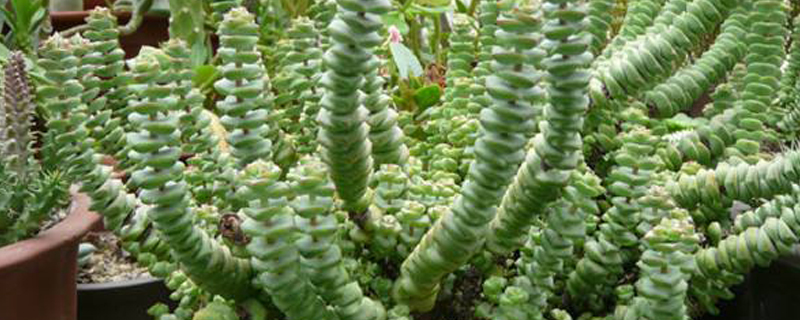 钱串子叶子发黄怎么办黄叶枯萎的原因及补救办法(钱串子叶子黄了有些枯萎什么)