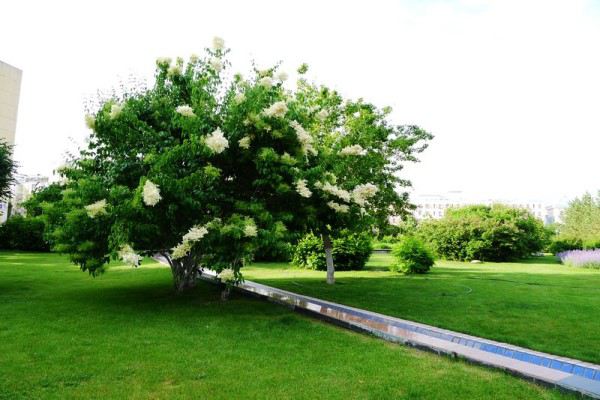 暴马丁香的病虫害及其防治(暴马丁香有毒吗)