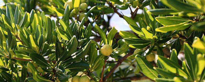 摇钱树叶子发黄怎么办黄叶枯萎的原因及补救办法(摇钱树叶子发黑脱落怎样挽救)