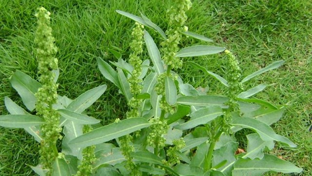 酸模的功效与作用(酸模的功效和作用)