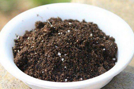 梅花换盆后如何养护