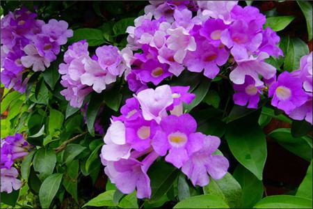 蒜香藤什么时候开花结果