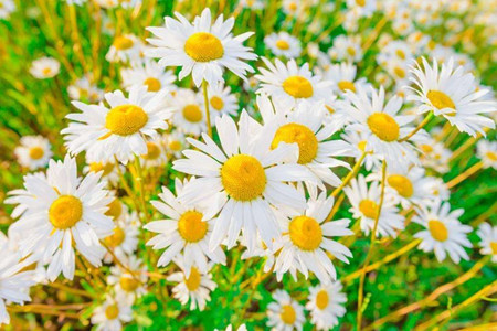 雏菊叶子和花都蔫了怎么办