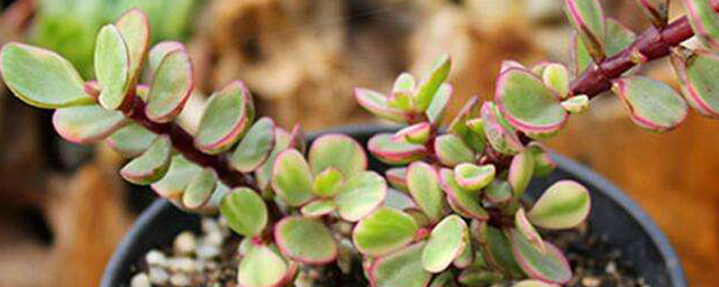 雅乐之舞秋天怎么养(雅乐之舞秋季多久浇一次水)