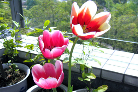 郁金香没有土怎么养活