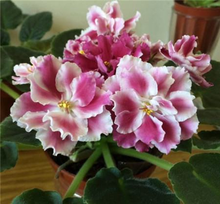 非洲堇开花后怎么修剪