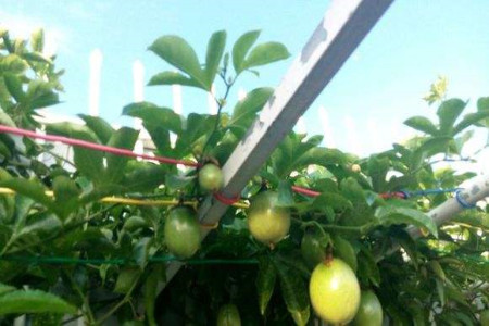 百香果苗需要掐尖吗