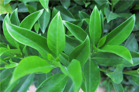 非洲茉莉秋冬季的养护