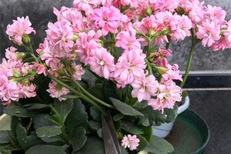 长寿花开败了怎么修理呀