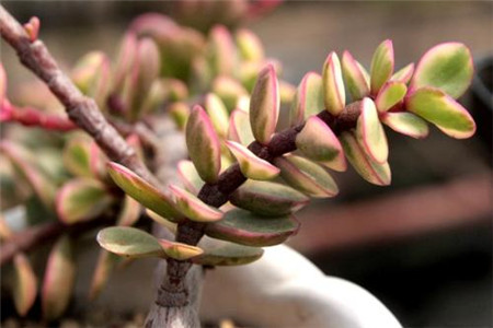 雅乐之舞秋季多久浇一次水