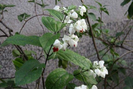 龙吐珠花怎么剪枝繁殖方法介绍 龙吐珠修剪示意图解