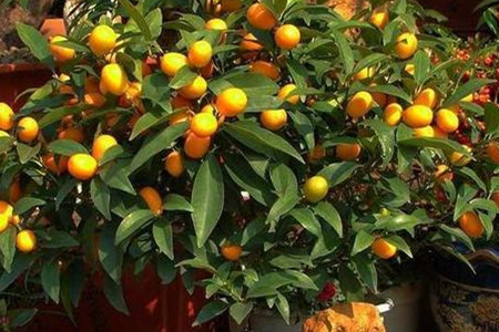 阳台金桔盆栽怎么养