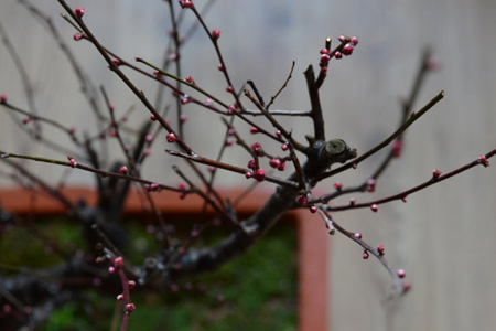 梅花换盆后如何养护